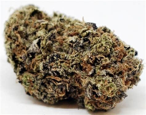 Versace Marijuana Strain Information & Reviews 